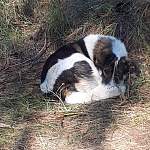 В боровичском лесу нашли собаку, которой жестокий хозяин приказал сидеть и ушел навсегда