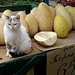 Кошка Дуся помогает продавцам «Гагаринского рынка» продвигать товар