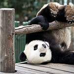 Китайский дневник новгородца: почему в Сычуани не только панды?