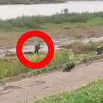 Видео: в Великом Новгороде выволокли пьяного мужчину на берег через пространство грязи