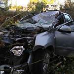 В Новгородской области еще один автолюбитель погиб из-за лося