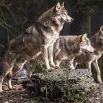 Жители небольших деревень Новгородской области в страхе — волки нападают на собак