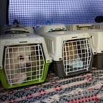 Мурманчанка держала в квартире 82 померанских шпицев, пока собак не арестовали приставы