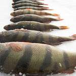 В Ильмене стало меньше рыбы на пять миллионов рублей