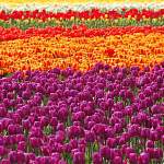 В Великом Новгороде под зиму высадили более 10 000 тюльпанов