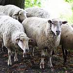 В опасном месте Новгородской области пропало стадо овец во главе с бараном