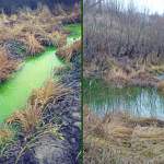 «53 новости» выяснили, ядовита ли странно-зеленая вода в одном из прудов Великого Новгорода