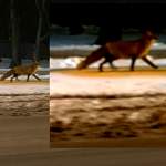 В центре Великого Новгорода гуляет лиса с гордой походкой
