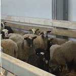 В Новгородском районе открылась овцеводческая экоферма