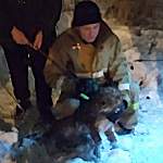 Почти Рождественское чудо: новгородские волонтеры и сотрудники МЧС спасли собаку, пять суток просидевшую в люке