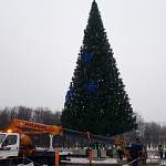 В Великом Новгороде раньше срока начали разбирать новогоднюю ель