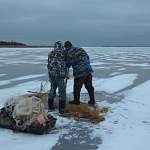 На новогодних каникулах в Новгородской области ловили ловцов рыб