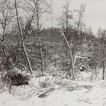 МЧС: в Новгородской области снегопад лишил света 216 деревень