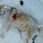 В Новгородской области волки напали на дом командира поискового отряда «Находка» Александра Морзунова