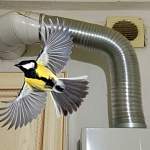 В Великом Новгороде маленькая птичка устроила погром в газовом хозяйстве