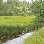 В Новгородской области появился природный памятник, где растут кострец, фрулляния, схенус и кокушник