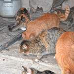 Армии несчастных кошек из новгородской деревни помогает вся Россия