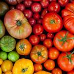 Какие сорта высокорослых помидоров можно посадить на дачном участке?