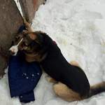 В Боровичах сотрудники МЧС помогли собаке с зажатой между плитами забора лапой