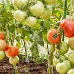 «Удачные хитрости»: представляем сорта низкорослых томатов для участка и рассказываем об их преимуществах