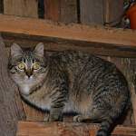 Брошенные в Хвойнинском районе кошки оказались в критической ситуации