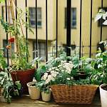 Огород на балконе: рассказываем, какие сорта овощей лучше выбрать для посадки