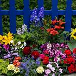 Цветы для «лентяев»: какие многолетники можно посадить на огороде?