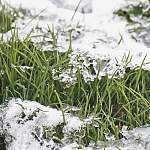 В Новгородскую область на этой неделе могут прийти дожди и мокрый снег