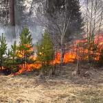 В Новгородской области зарегистрирован первый лесной пожар 2019 года
