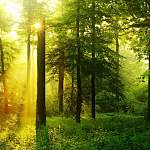Министр природных ресурсов и экологии РФ поддержал создание «Новгородской лесной школы»