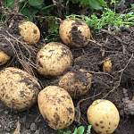 Когда и как сажать картофель и какие сорта выбрать, чтобы получить хороший урожай?