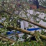 В Великом Новгороде деревья рухнули на грузовичок полиции и легковушки