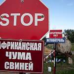 В Новгородской области зарегистрирована вспышка африканской чумы свиней