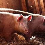 В Батецком районе в связи с АЧС начнут уничтожать свиней 