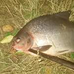 В реке Ловать рыбак поймал бурого паку с человеческими зубами
