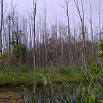 В Новгородской области из-за заболачивания погибло 5 га зеленых насаждений лесничества