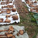 В Новгородском районе останки 11 красноармейцев случайно обнаружили между могил гражданского кладбища