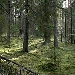 В Парфинском районе четвертый день прочесывают лес в поисках заблудившегося