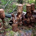 Вместо грибов жительница Марёвского района обнаружила «эхо войны»