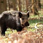 В Новгородской области ради жизни свиней уничтожат тысячи кабанов