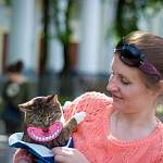 Завтра новгородские общественники и ветеринары обсудят открытие «Центра временного содержания животных без владельцев»