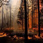 Новгородская область получит дополнительные средства на борьбу с лесными пожарами