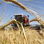 В Новгородской области на поддержку начинающих фермеров выделили 18 млн руб