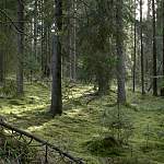 В лесах Хвойниснкого района ищут заблудившегося мужчину