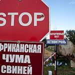 В Солецком районе сняли карантин по АЧС, а в Новгородском – изымают свиней