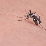 Что будет, если человека укусит комар, который ранее укусил ВИЧ-инфицированного?