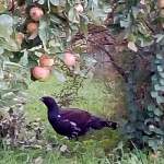 Фотофакт: во двор к жительнице Малой Вишеры прилетела чудо-птица