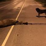 В Новгородском районе водитель насмерть сбил лося