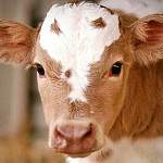 На ферме в Шимском районе коровы слушают задорную музыку, стоя на резиновых матах 