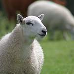 В Новгородской области полицейские поймали похитителя овец